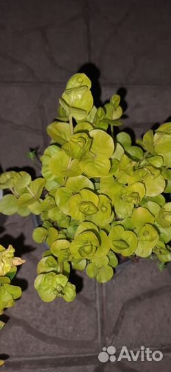 Лизимахия ампельная, дихондра сребристая