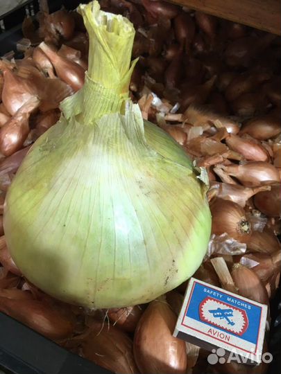 Эксибишен лук семена