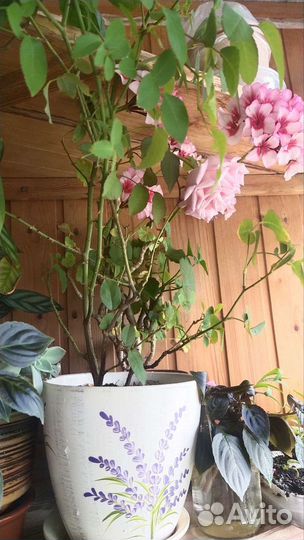 Бенгальская ароматная роза и фикусы разных видов