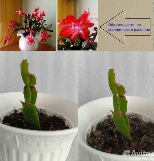 Декабрист Kris Kringle (Шлюмбергера)