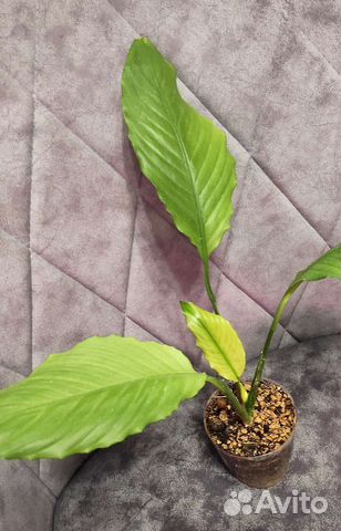 Спатифиллум милк Гофра взрослая