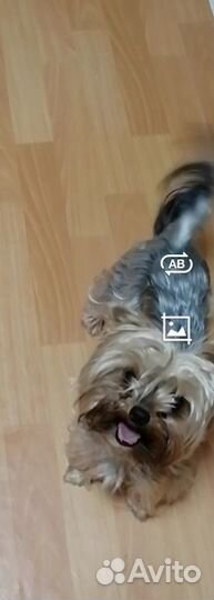 Щенки йоркширский терьер