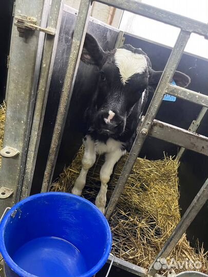 Телята бычки крс с доставкой