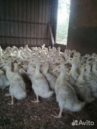 Гуси, Муларды, Утки