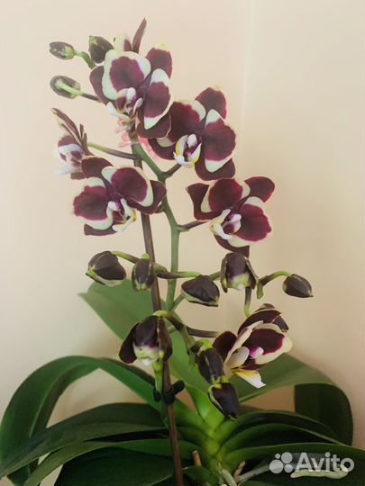 Орхидея Brown sugar, сортовик