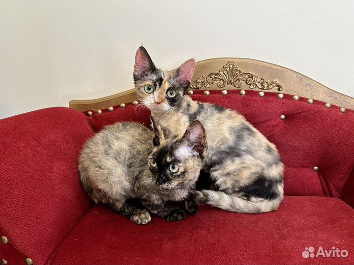 Девон-рекс шикарные Девы