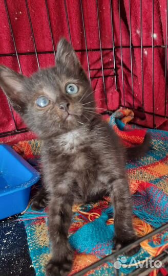 Котенок 3 месяца