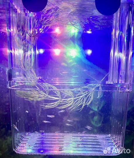 Аквариумные рыбки гуппи