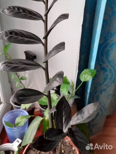 Крассулы, эчеверии, замеокулькас черный