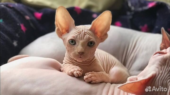 Канадский сфинкс котята