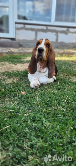 Щенки бассета
