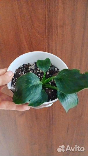 Филодендроны