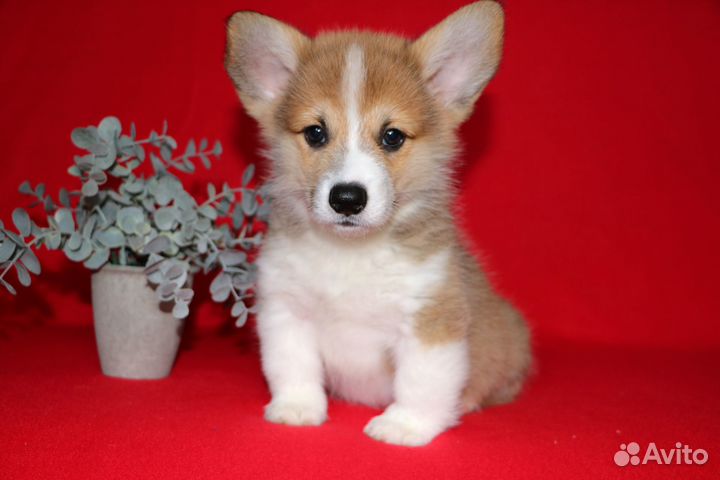 Корги пемброк