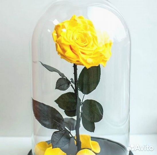 Роза в колбе