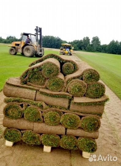 Рулонный газон 