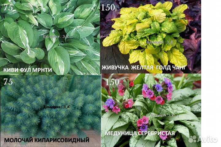 Почвопокровные Многолетники Хосты Почтой (Часть1)