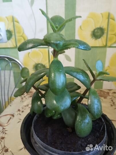 Толстянка, крассула, денежное дерево