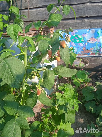 Саженцы желтой малины 