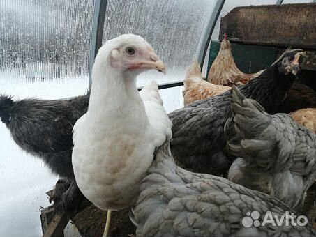 Куры несушки молодки