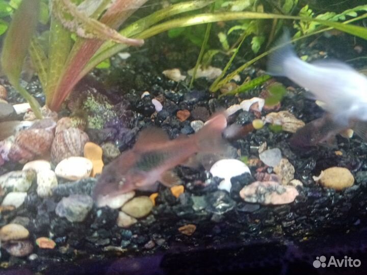 Аквариумные рыбки, улитки и креветки