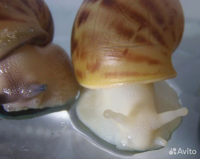 Улитки архахатины