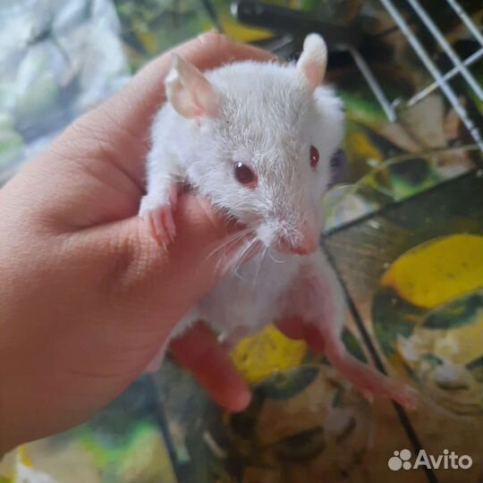 Крыски 1.5месяца