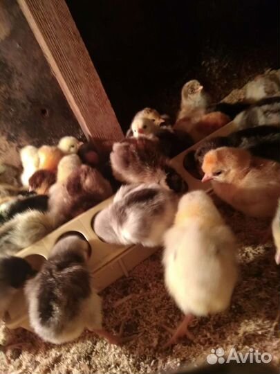 Цыплята