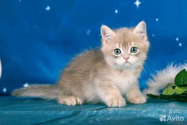 Британский красавчик