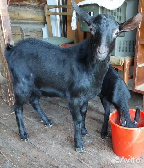 Козлята мурсиана гренадина