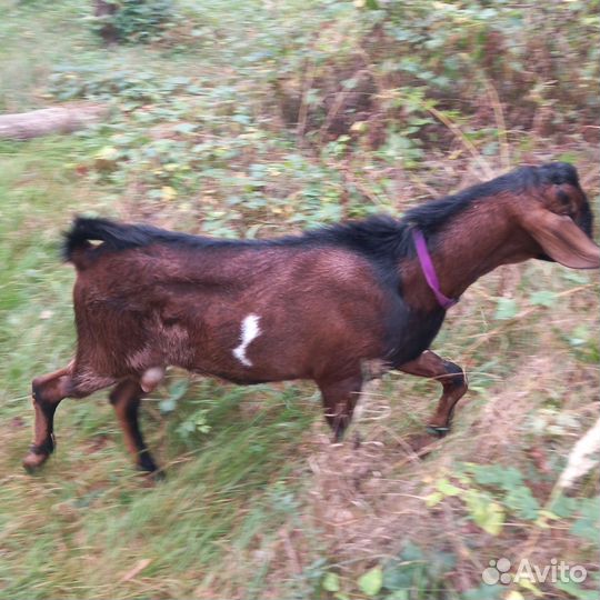 Англо нубийский козел