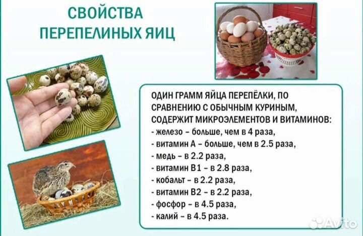 Яйца перепелиные домашние