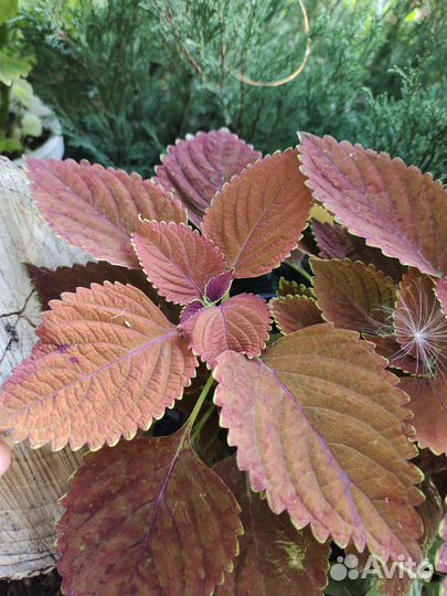 Колеусы срезы