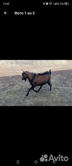 Козлик