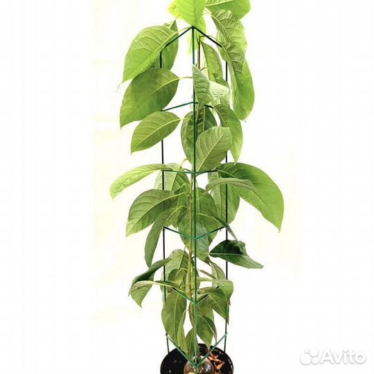 Опора для комнатных цветов