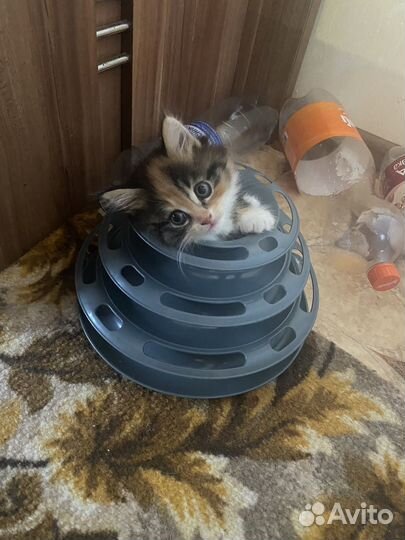 Курильский бобтейл