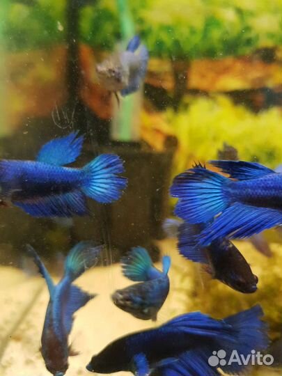 Рыбка петушок