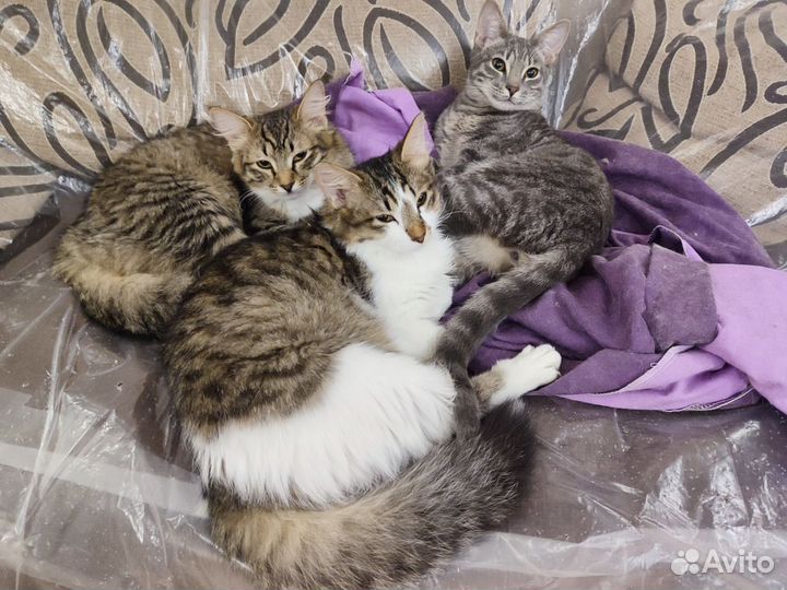 Котята ищут дом