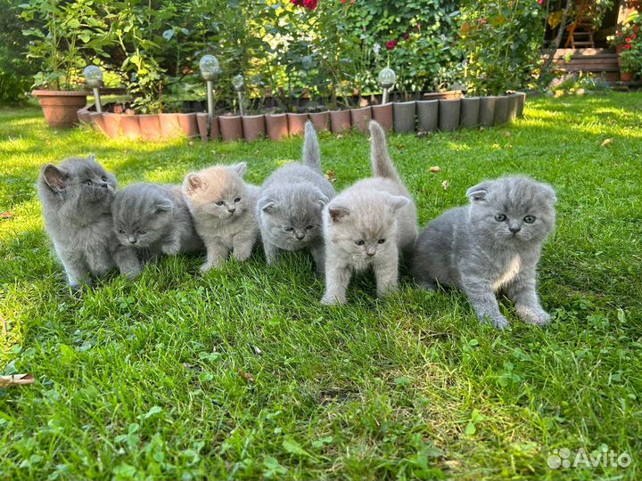 Британские котята