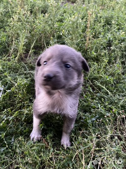 Собаки щенки