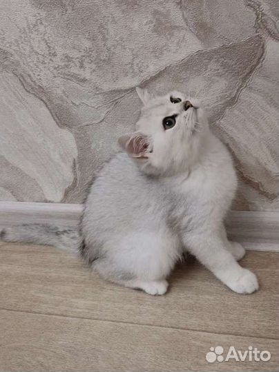 Котенок британец