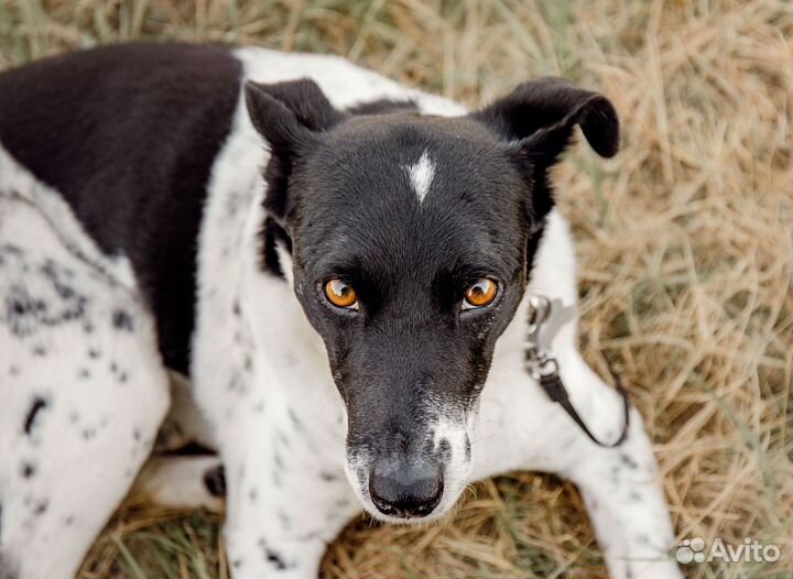 Анри ищет дом