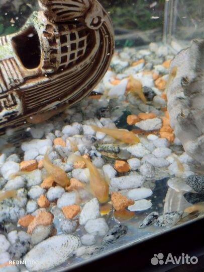 Сомики анциструсы