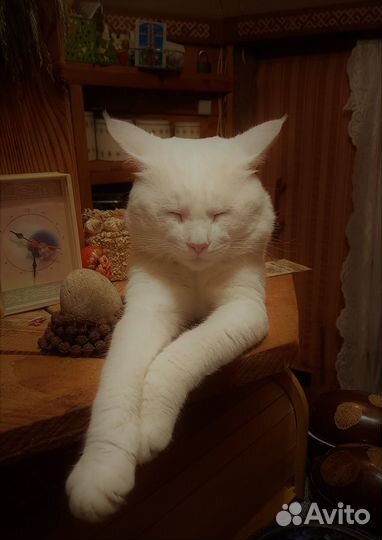 Кот на вязку случку као-мани