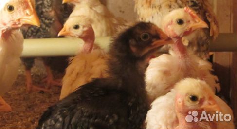 Цыплята, утята, индоутята