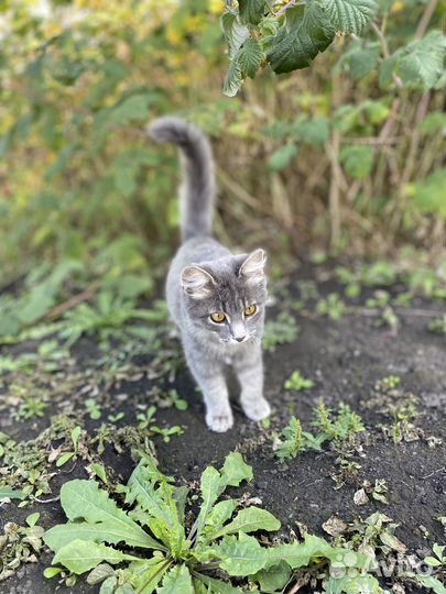 Отдадим котика в добрые руки
