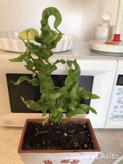 Папоротник Microsorum 'Green Wave'