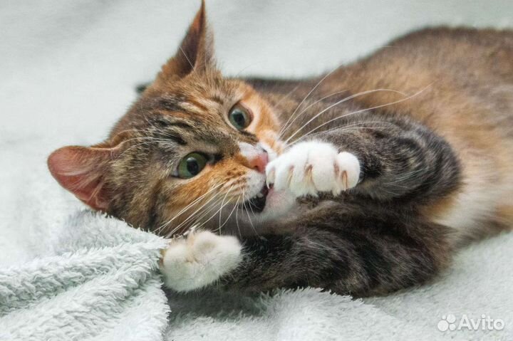 Кошка в дар