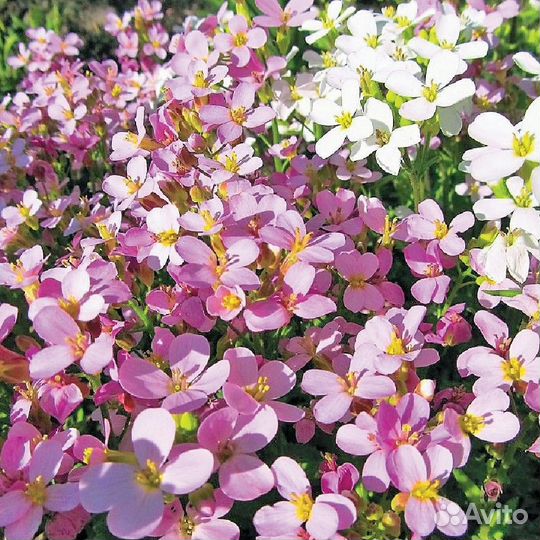 Арабис альпийский розовый