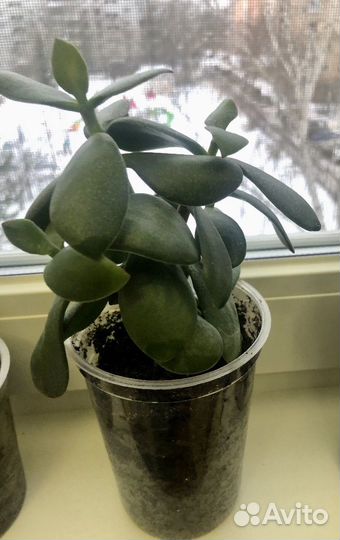 Толстянка (Крассула)