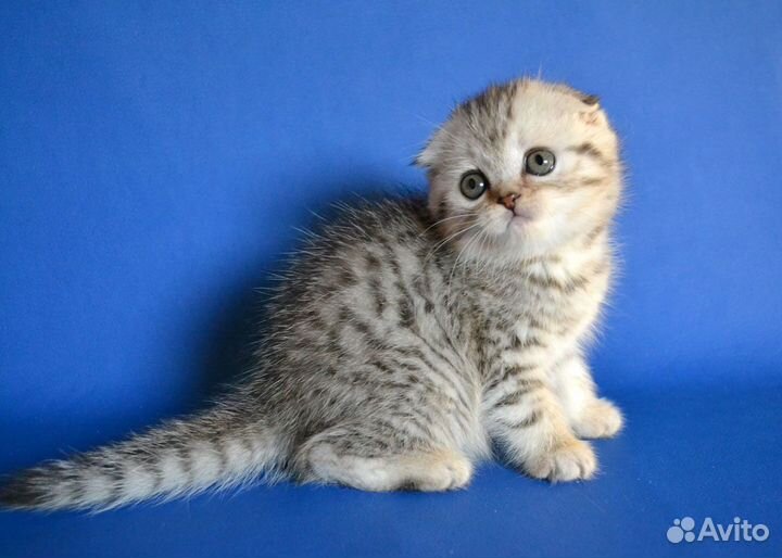 Вислоухие пятнистые котята